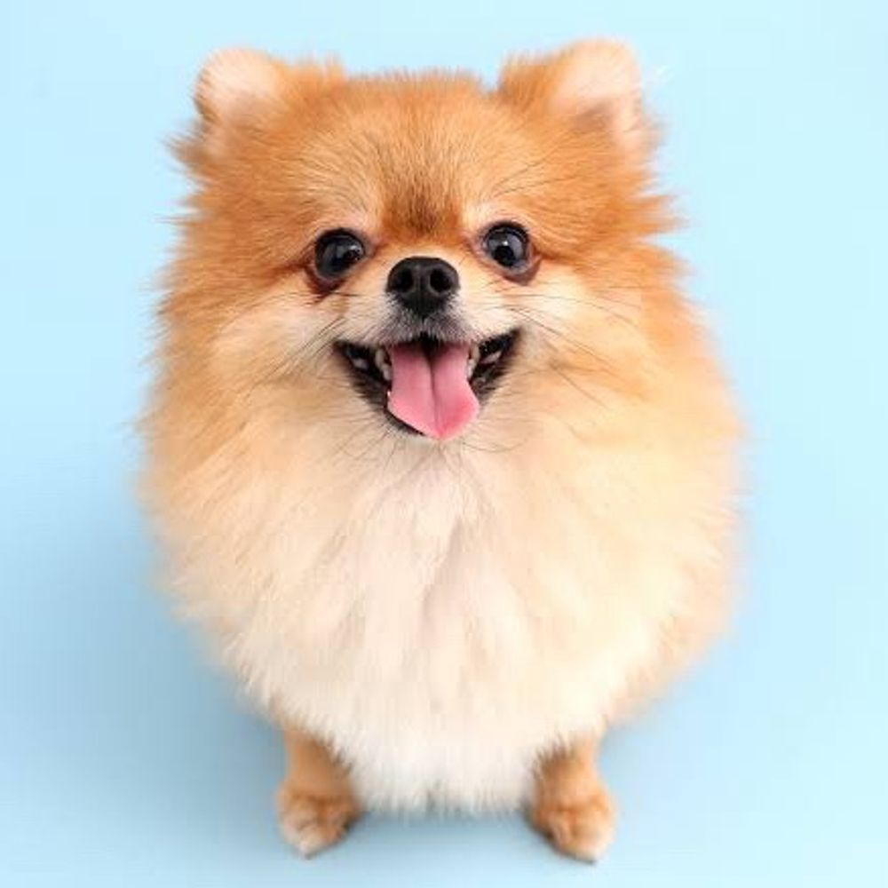 とてもすごい犬