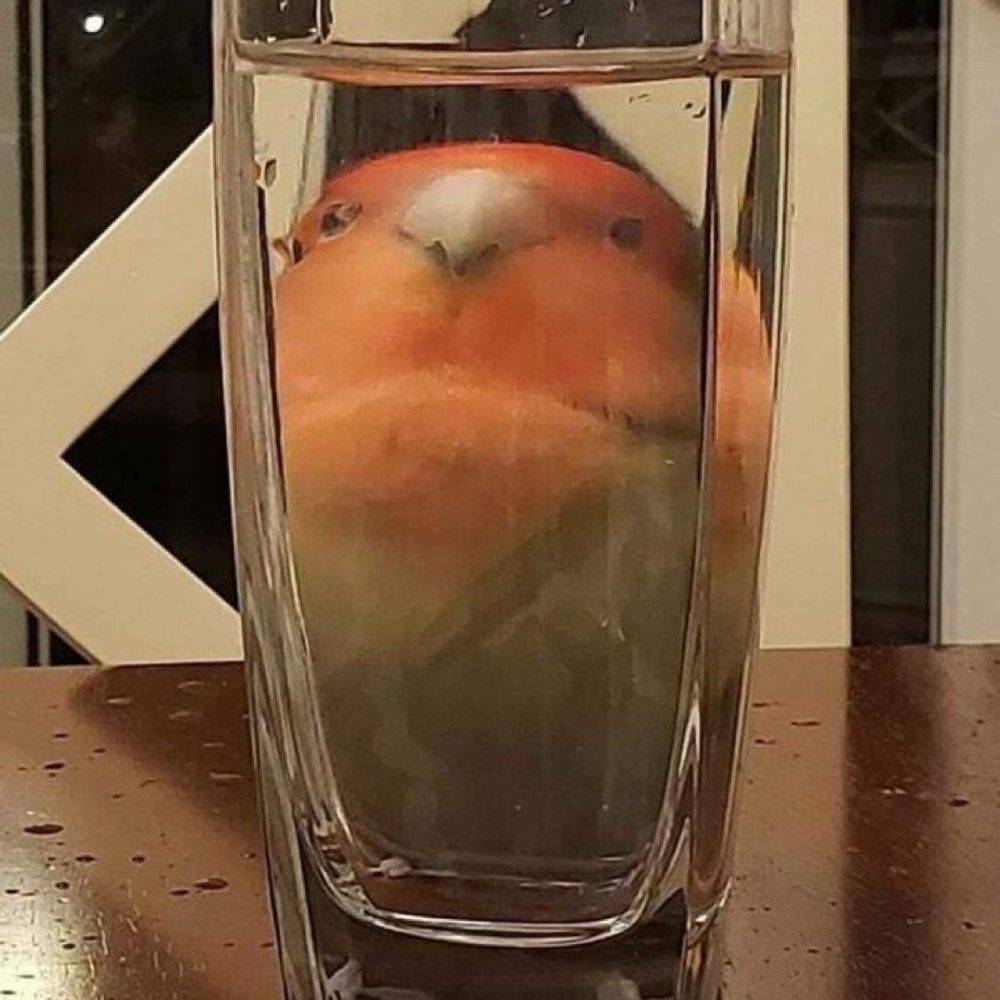 젤리
