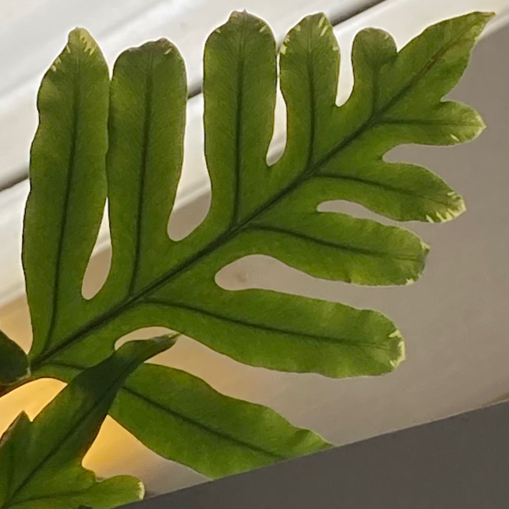 Ursula Waechter Ceramics