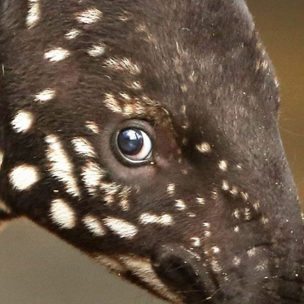 Tapirclip