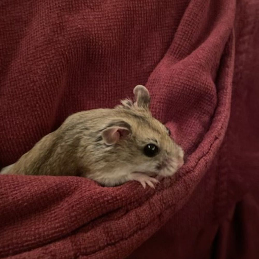 strix alba