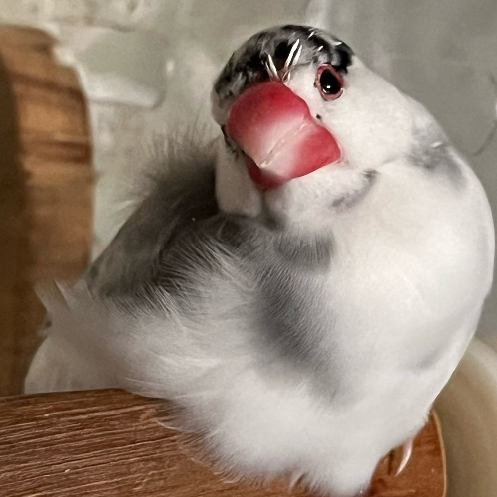 たーこすけ
