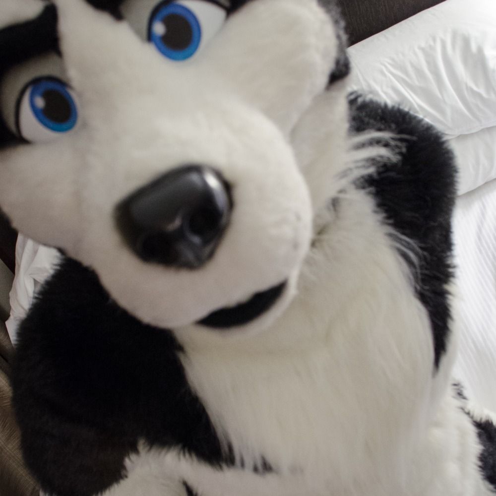 Uncut Husky