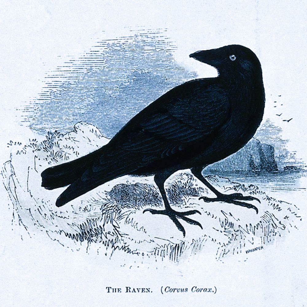 The Irish Network for Gothic and Horror Studies