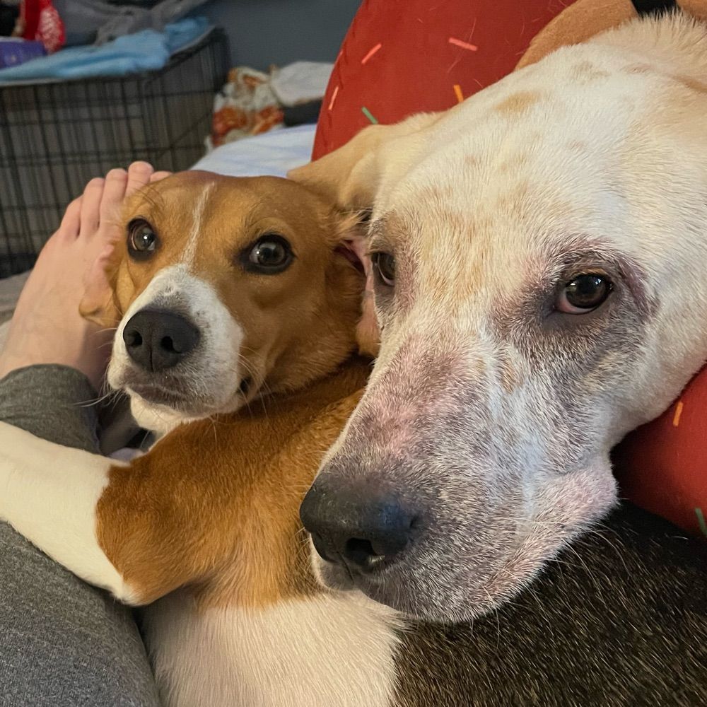Envigobeagle