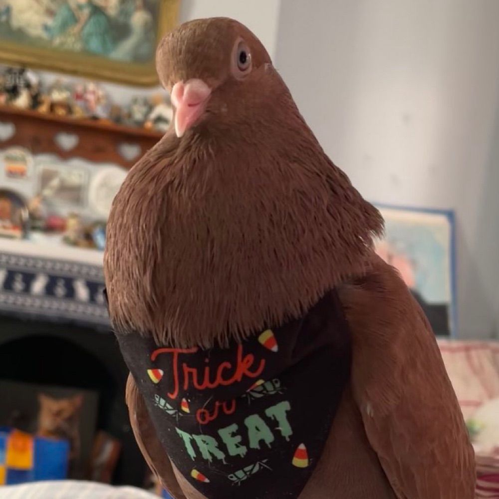 Pigeon