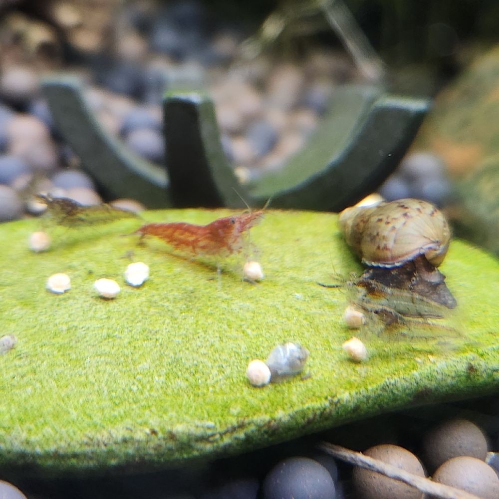 Shrimpz