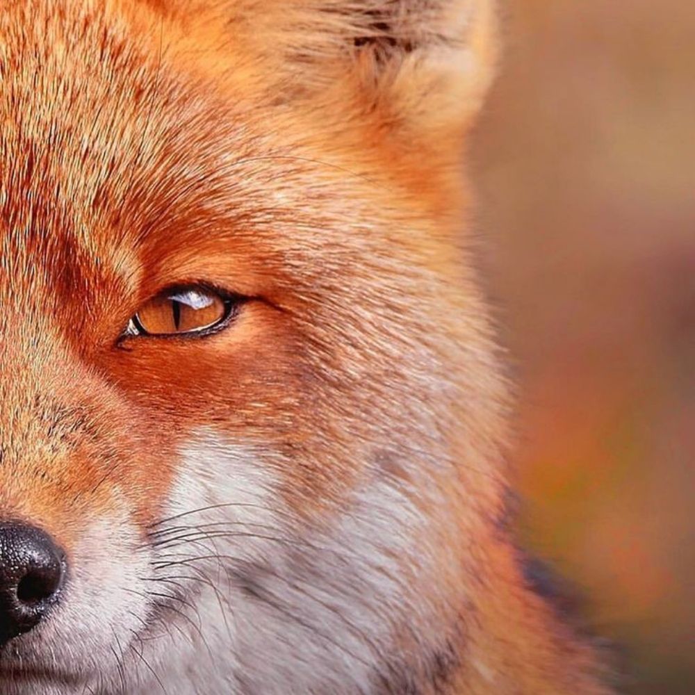 Foxdevil