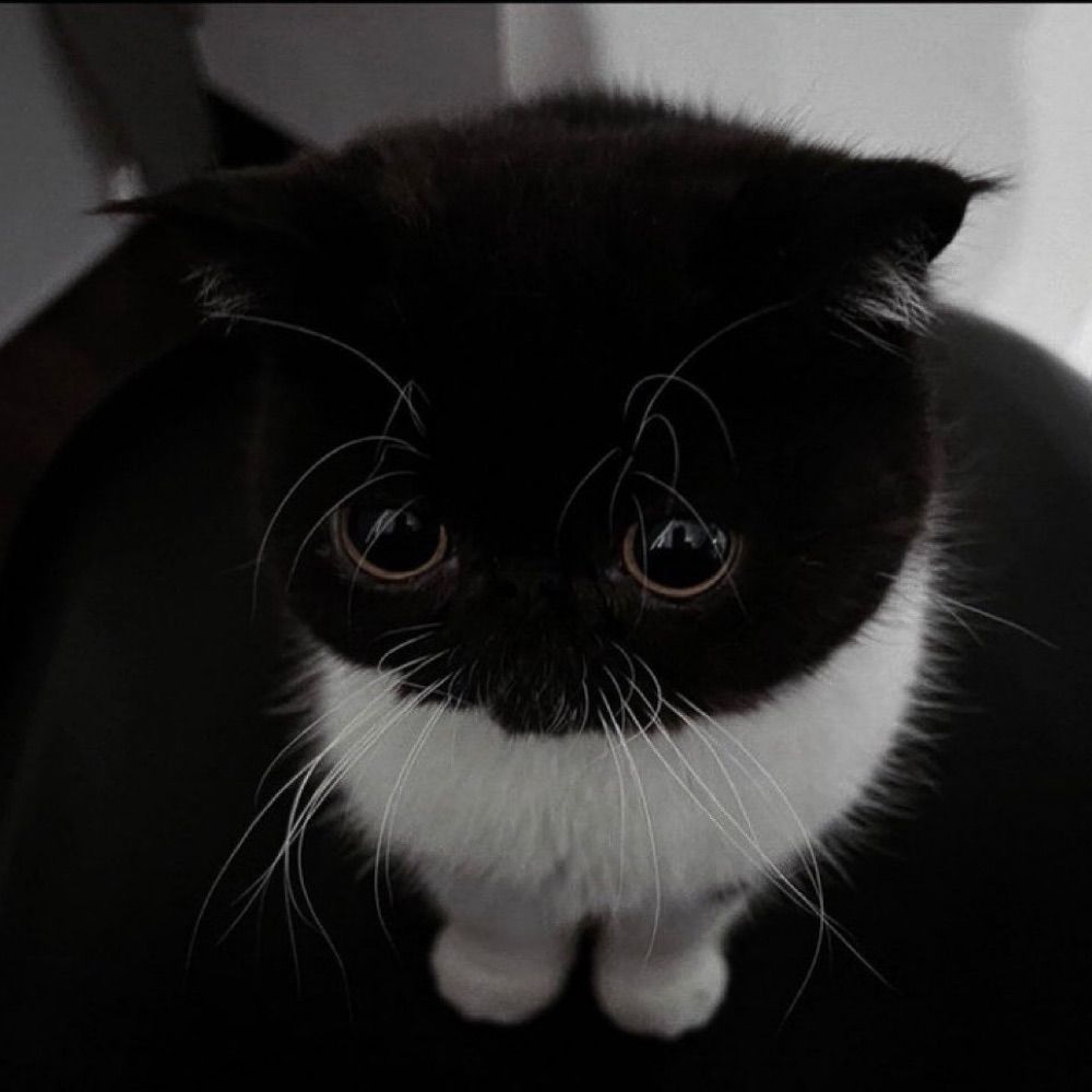 에오옹