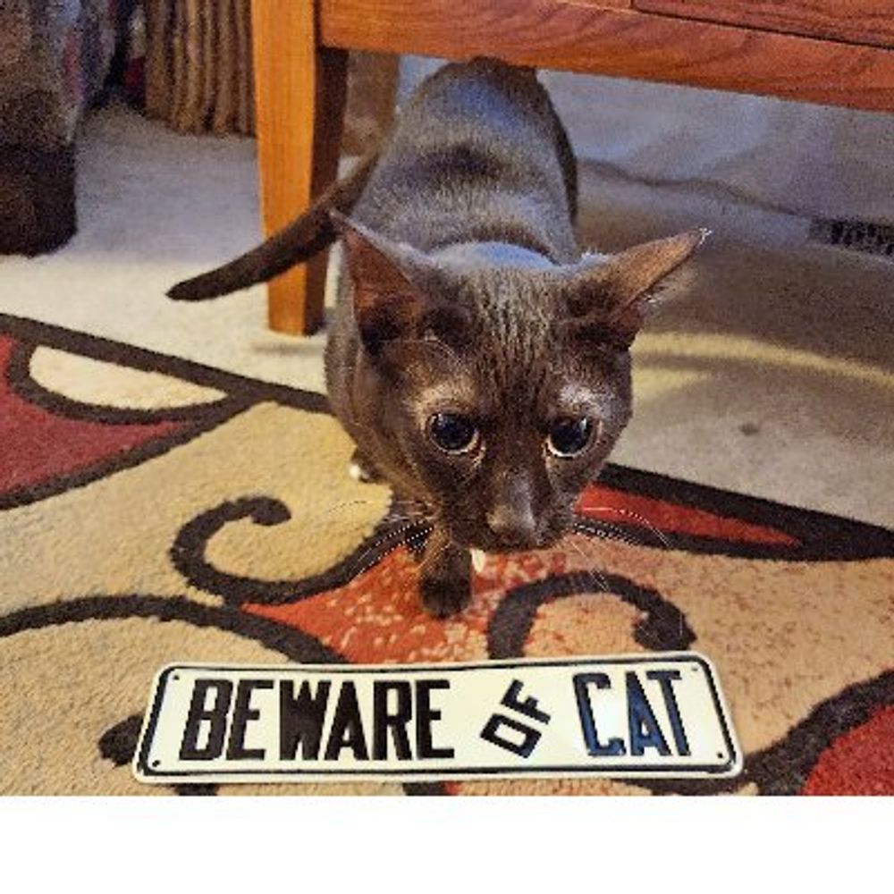 MJ the Brown Cat