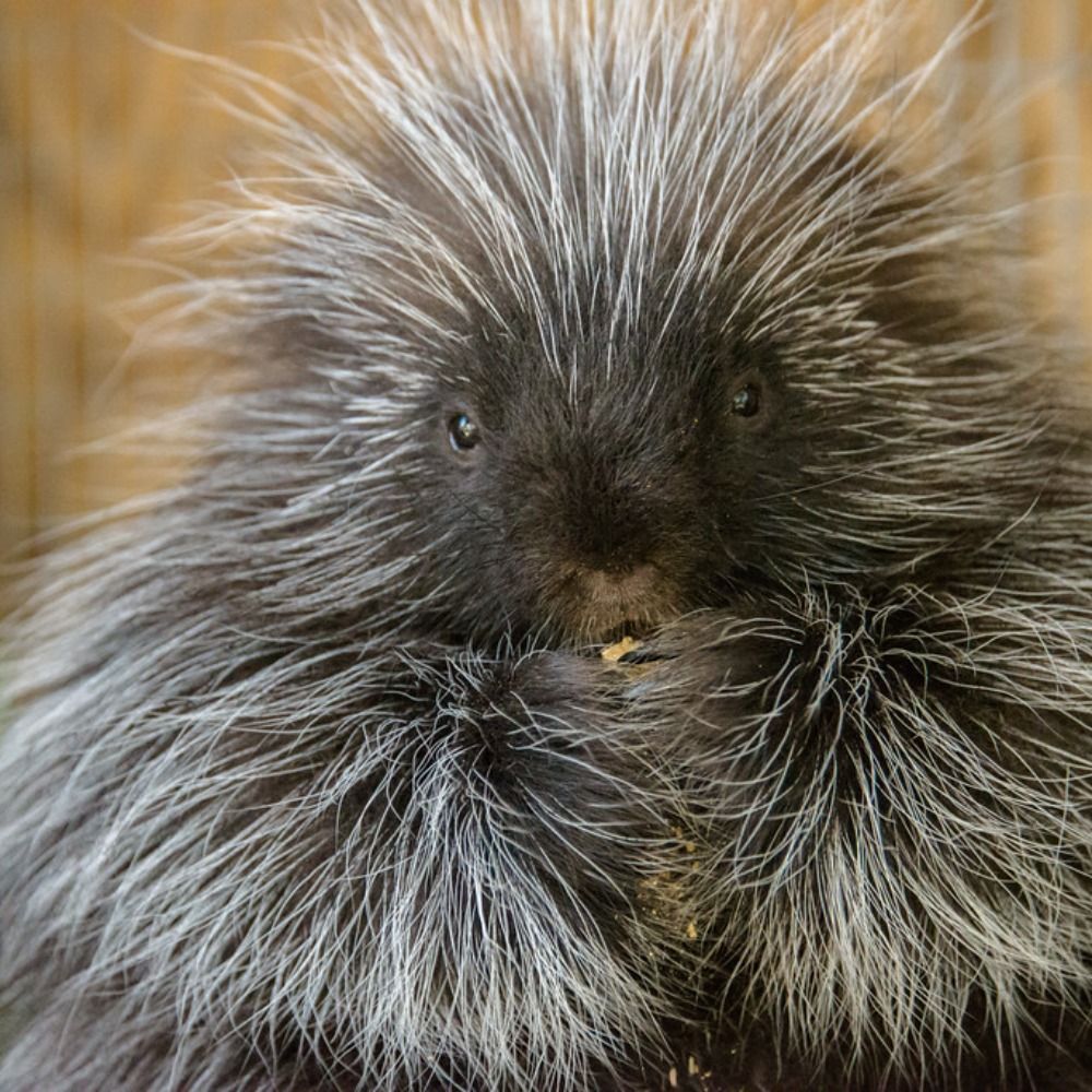 Porcupine Literary