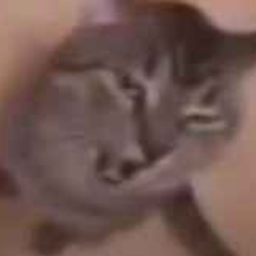 silly cat syndrome