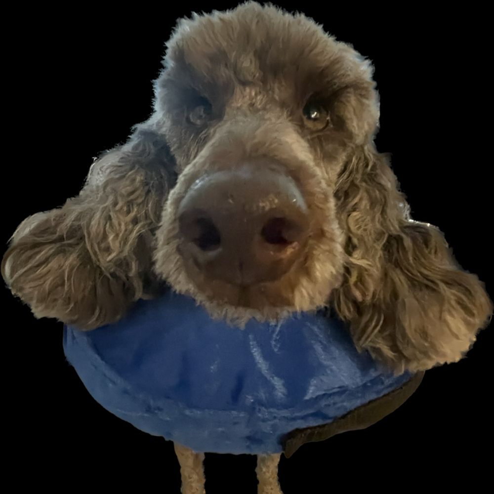 kumabrows