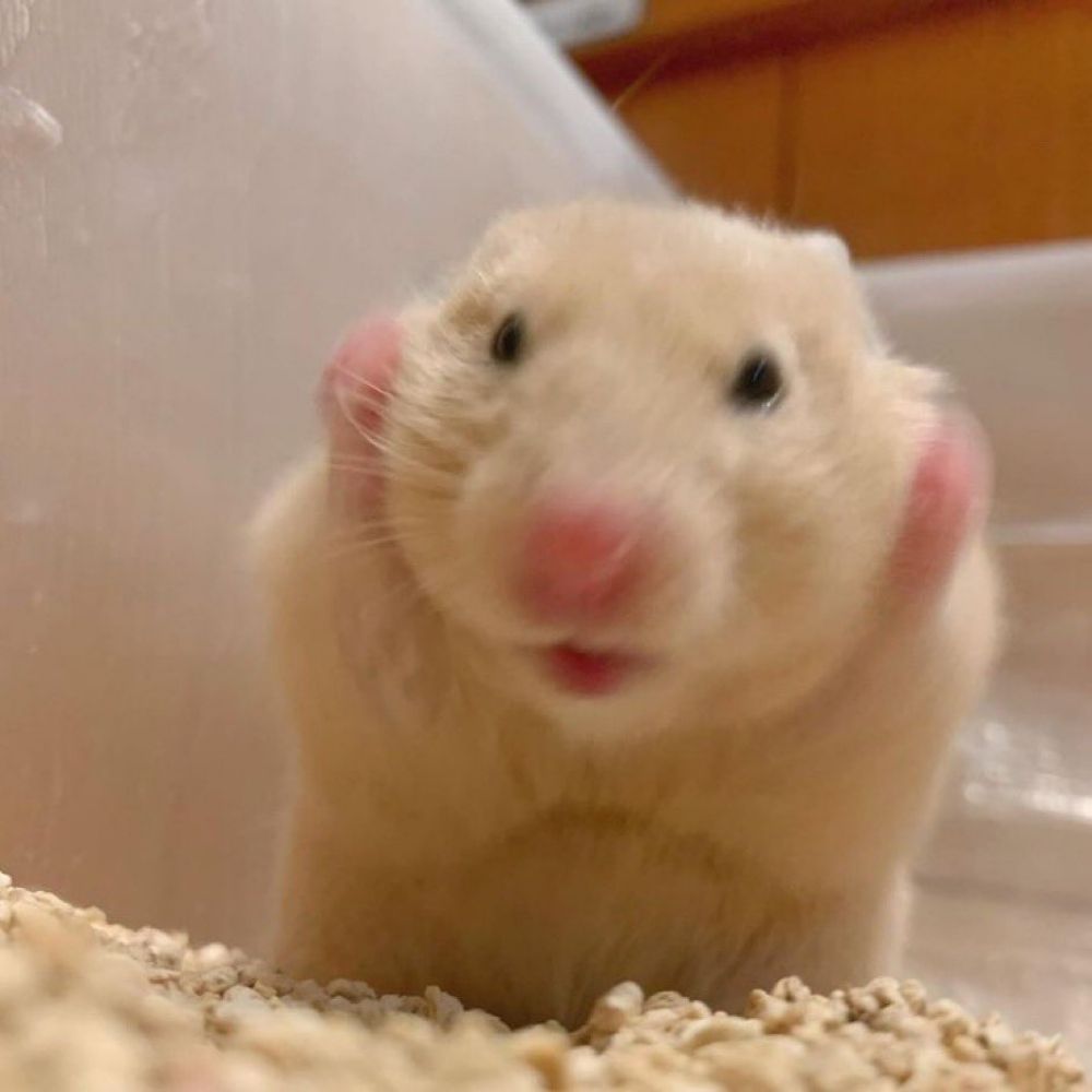 🐀
