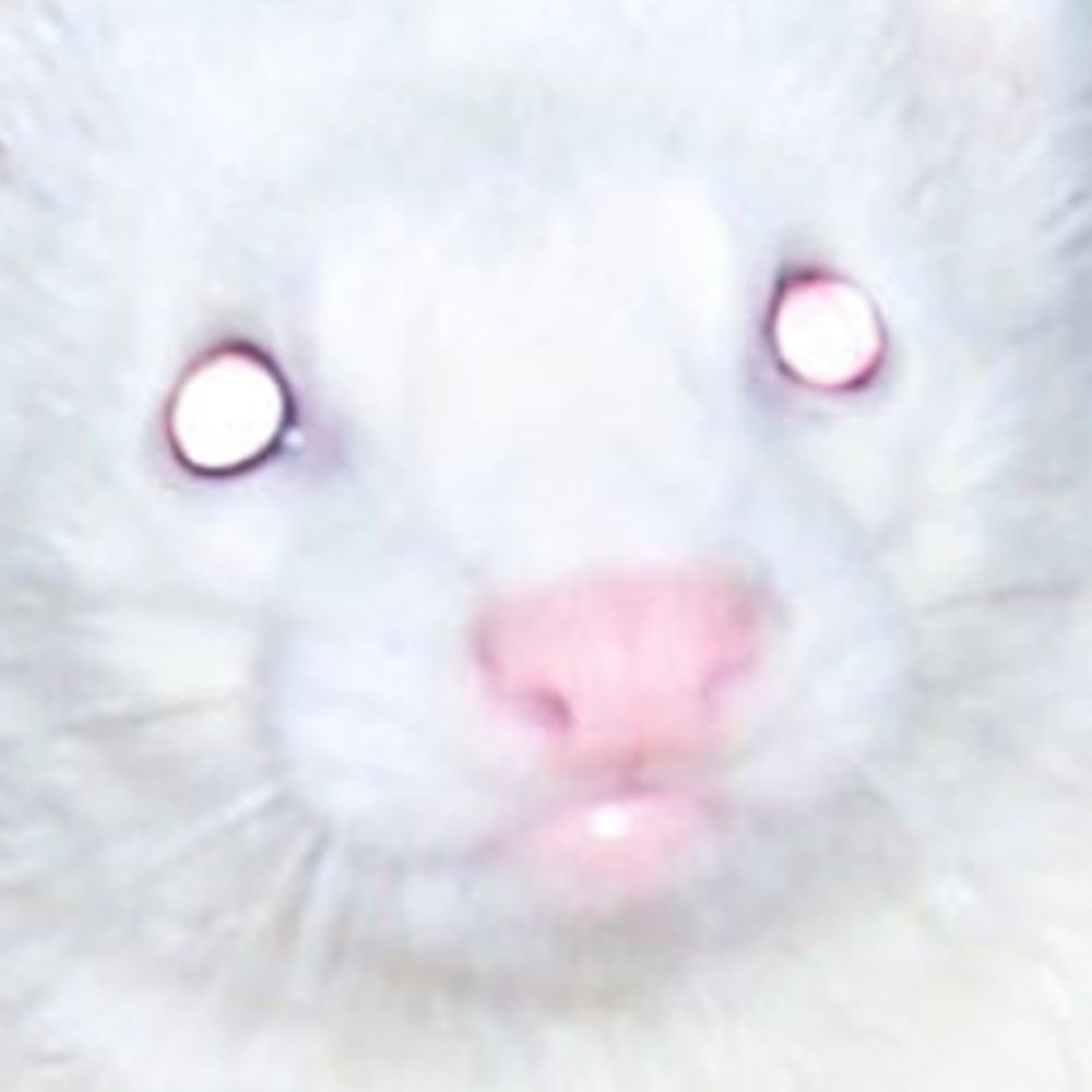 ferret