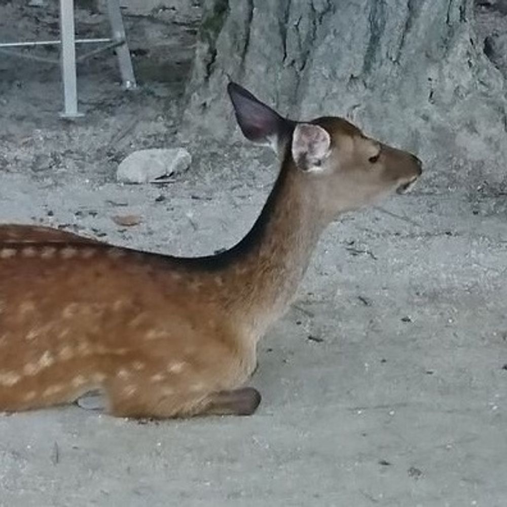 カイサイカ