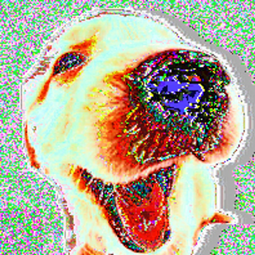 dog bytes