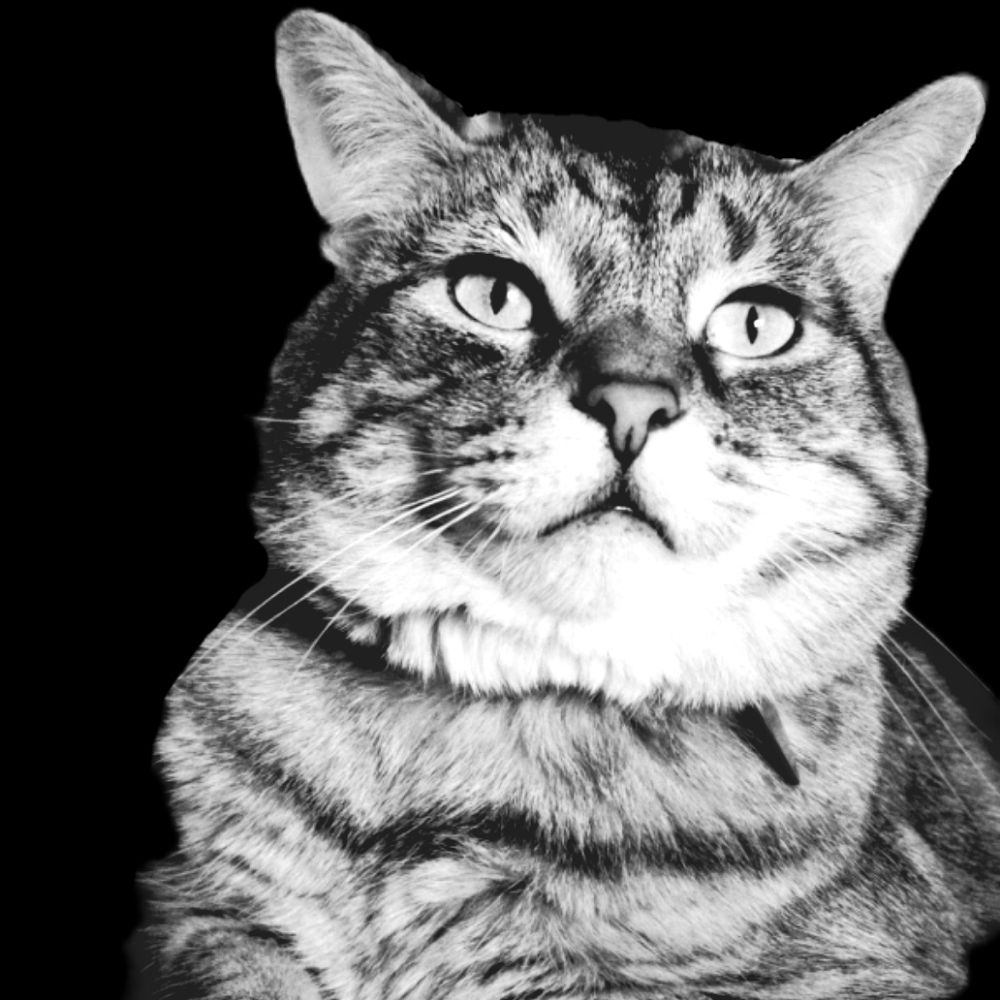 The Moira Cat Rose
