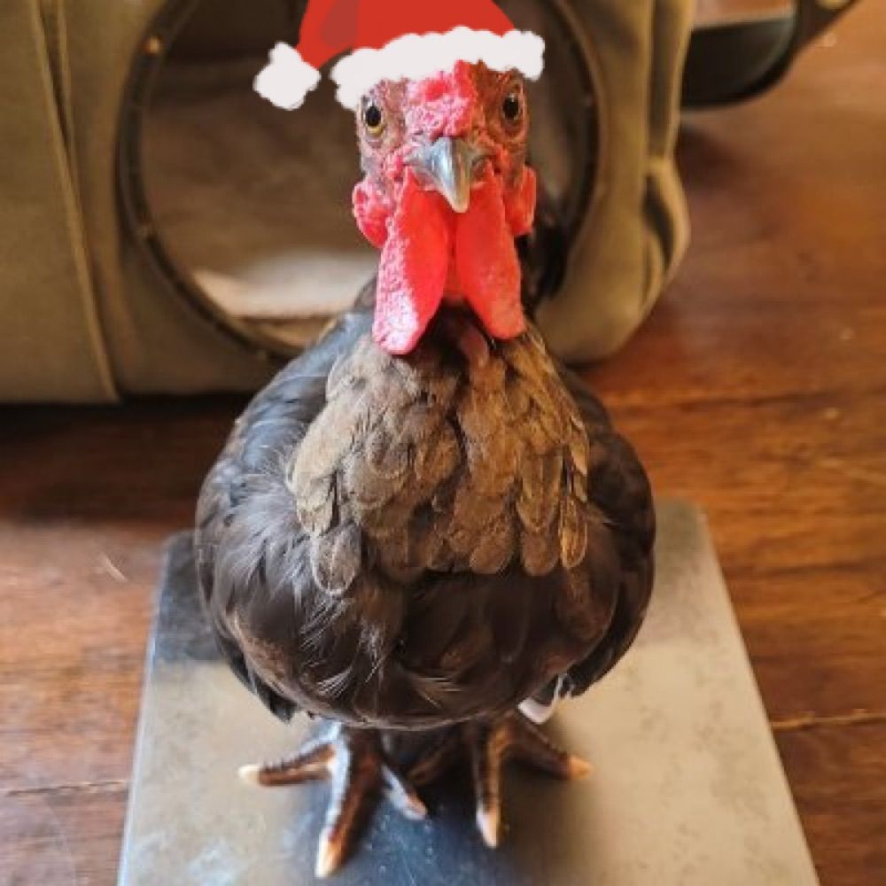 one chicken