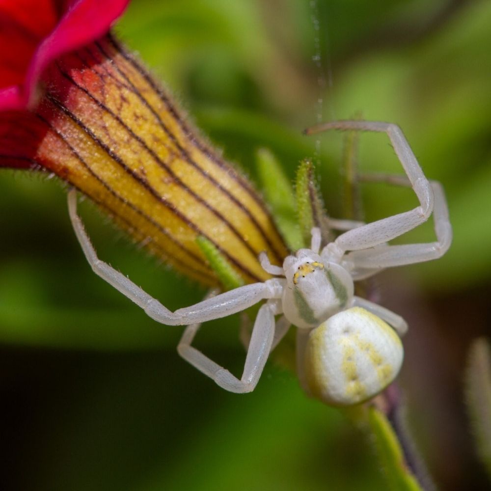 Spinnetjes.com