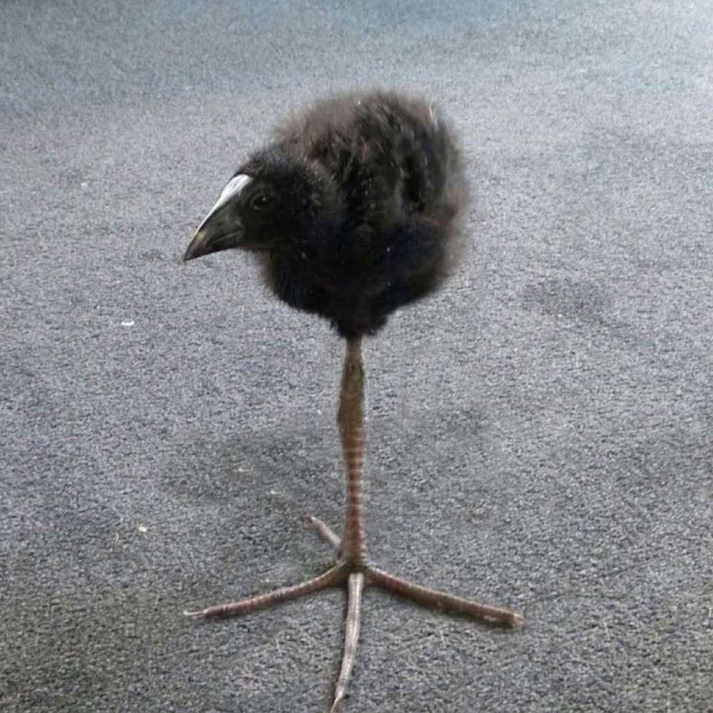 SyndraRG