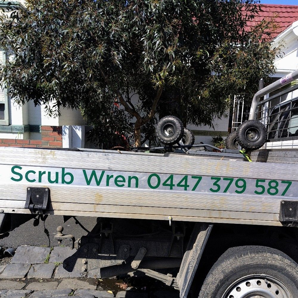 Scrub Wren