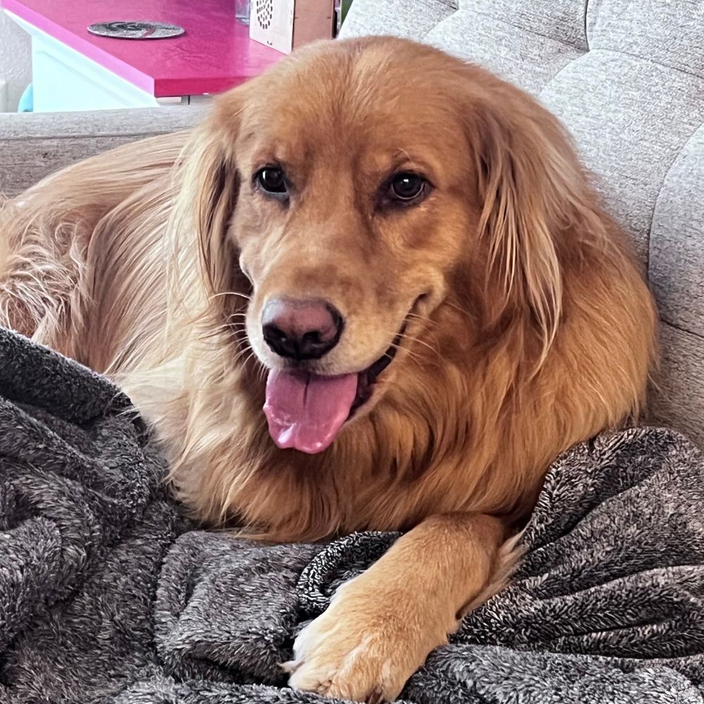 Willow The Service Dog