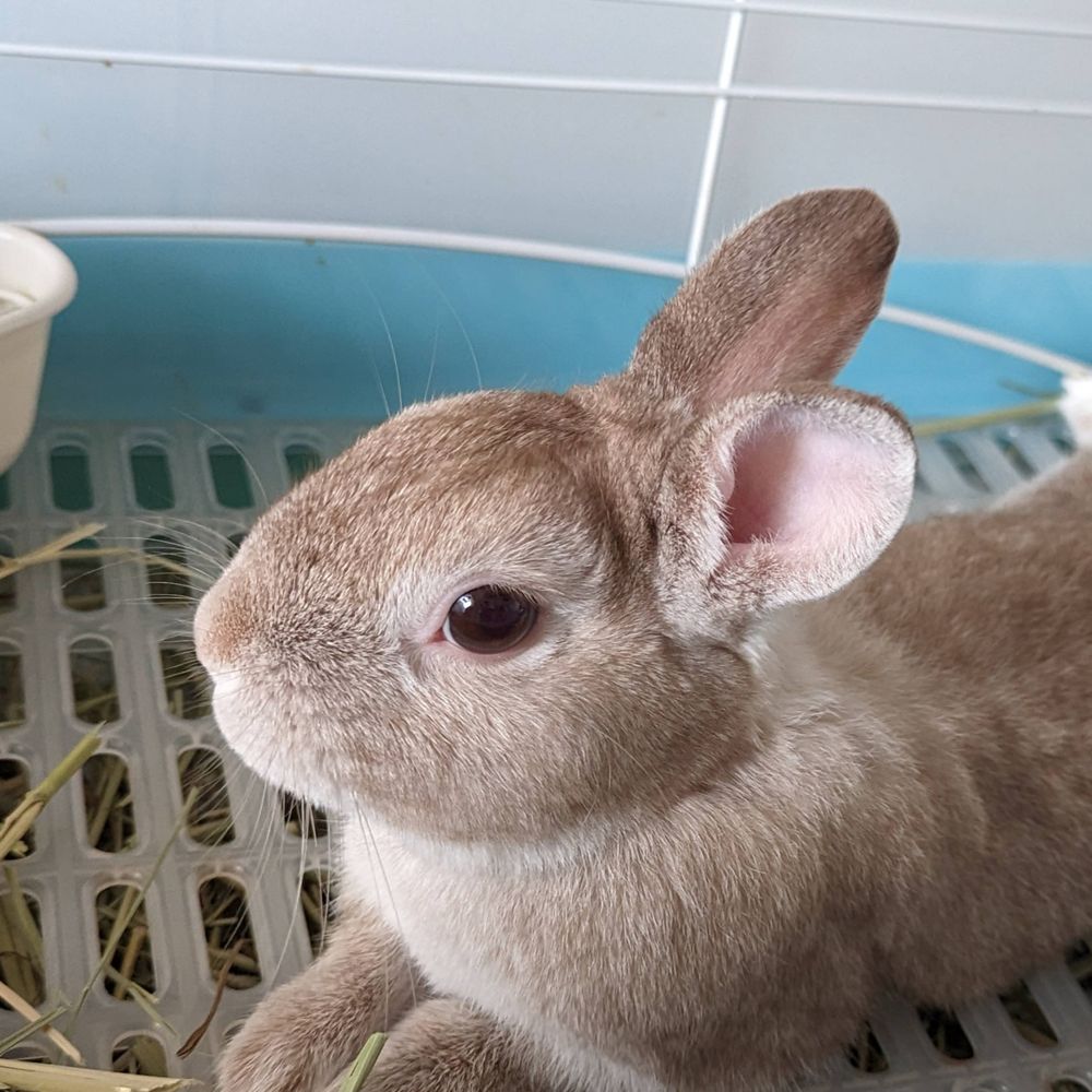 うにゃぁ