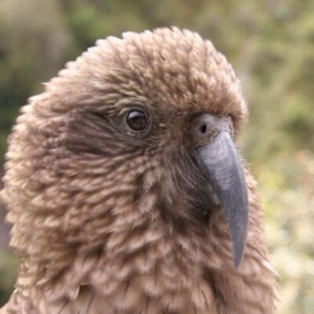 angrysunbird's avatar