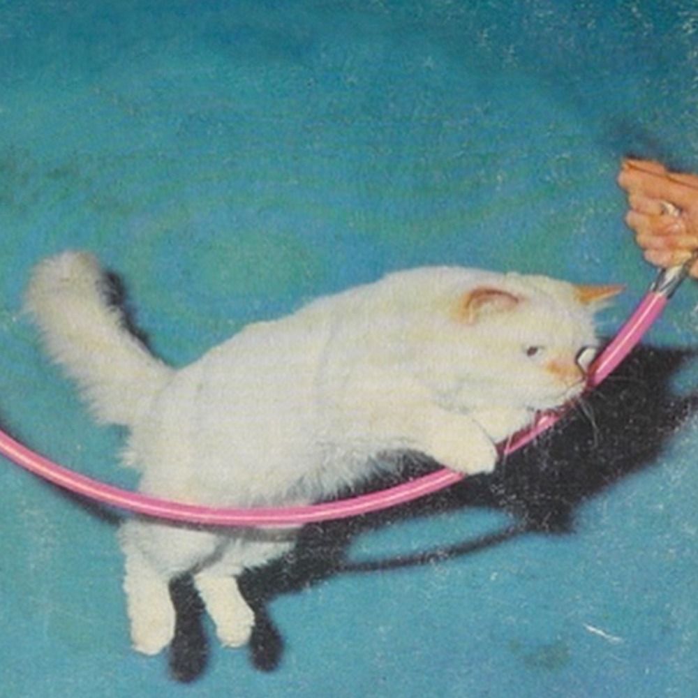 キャット・トレーニング