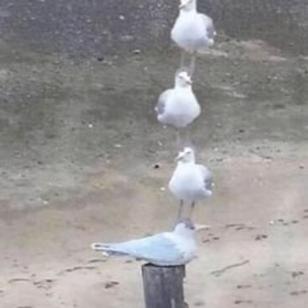 청록