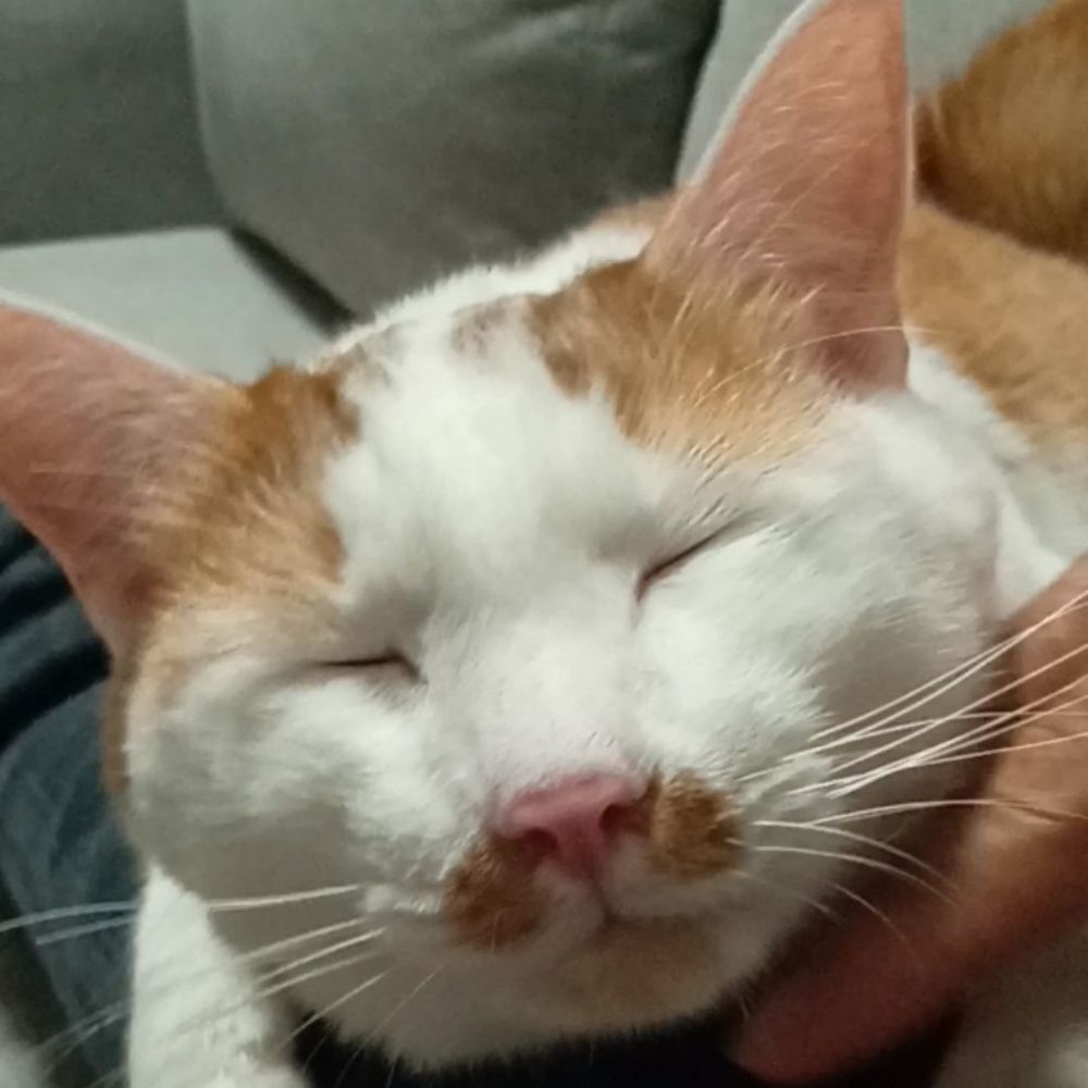 保護ねこエル＋陽