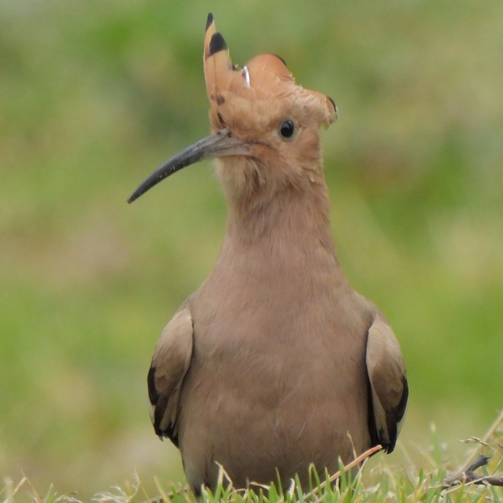 🐦‍⬛鶫