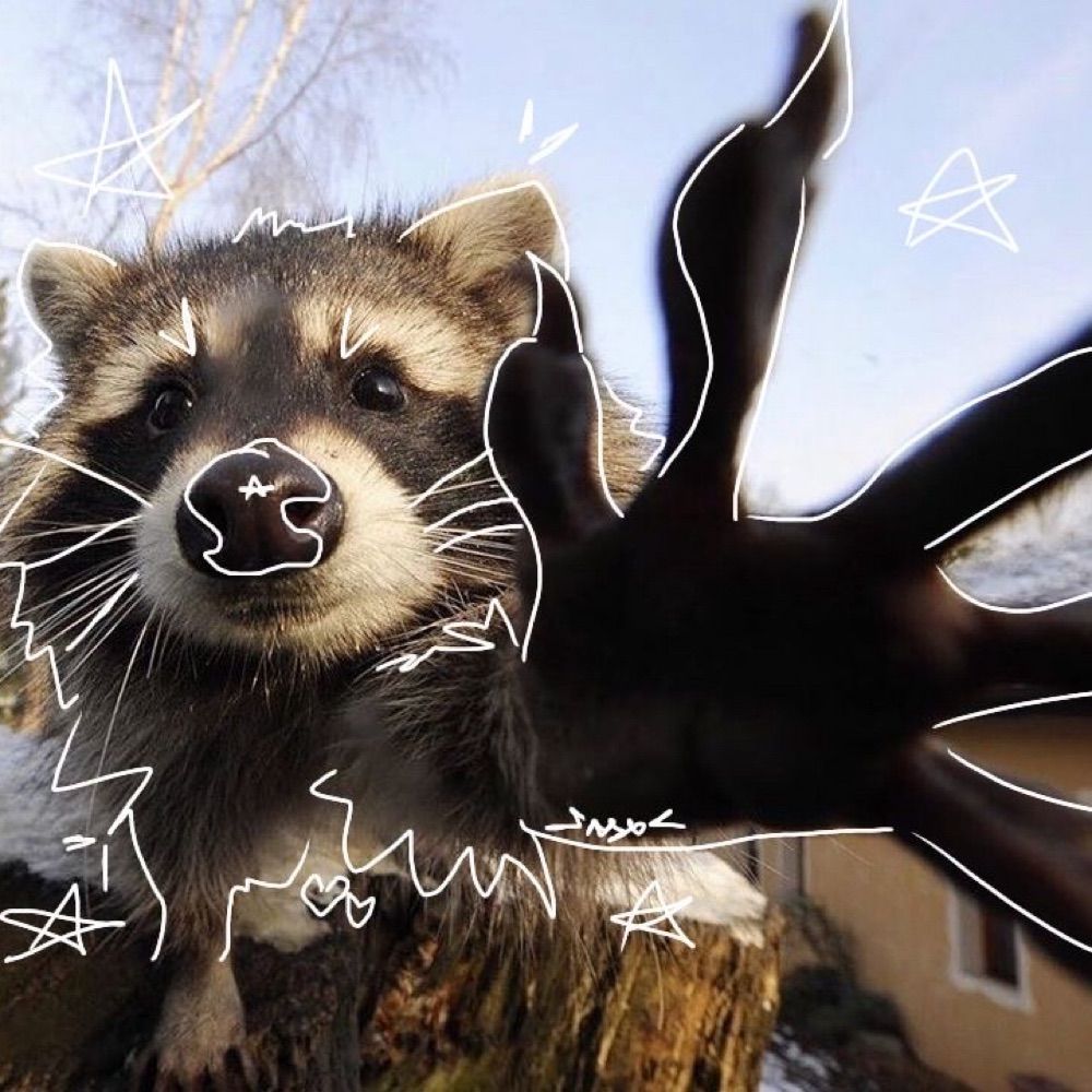 ☆ Daily Racoons 🦝