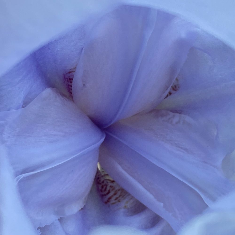 auroracalliope.bsky.social profile picture