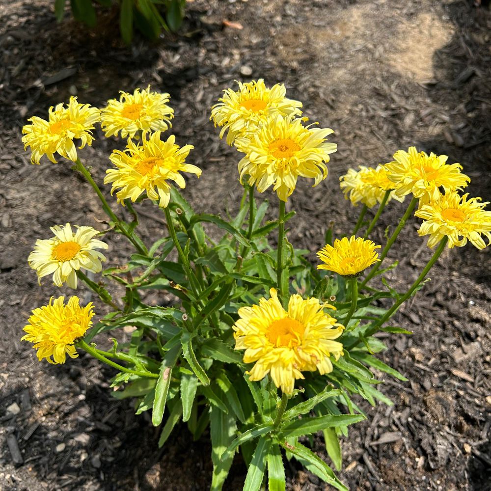 Field of Daisies