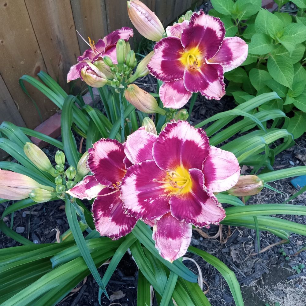 lainey78.bsky.social profile picture