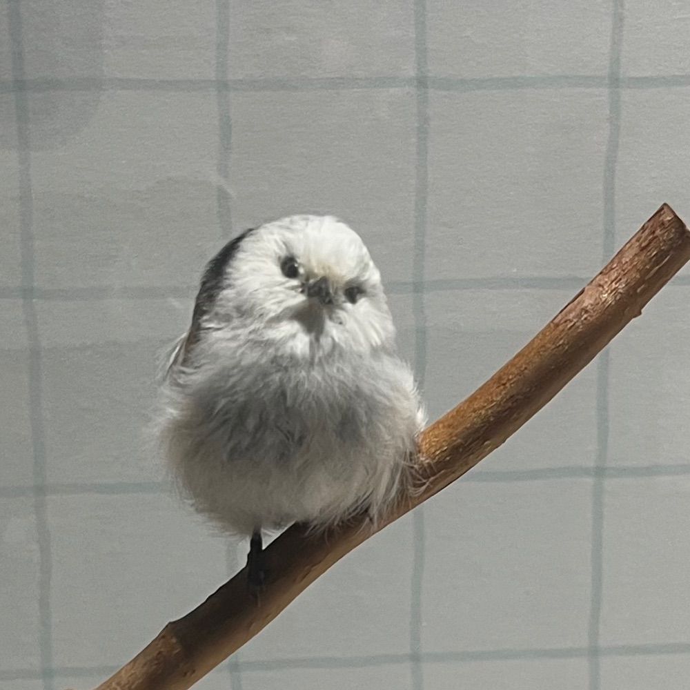 ちぬちう