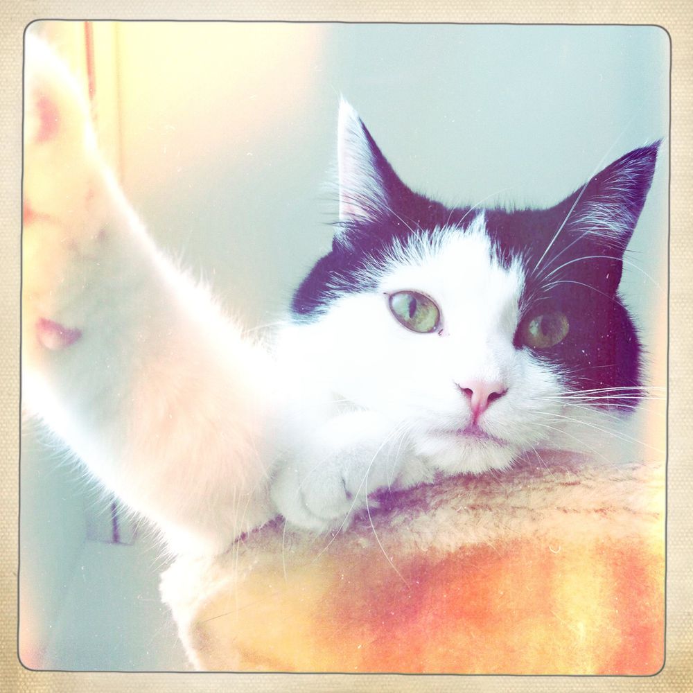 SuperGix 🌸🐈‍⬛ 🦋