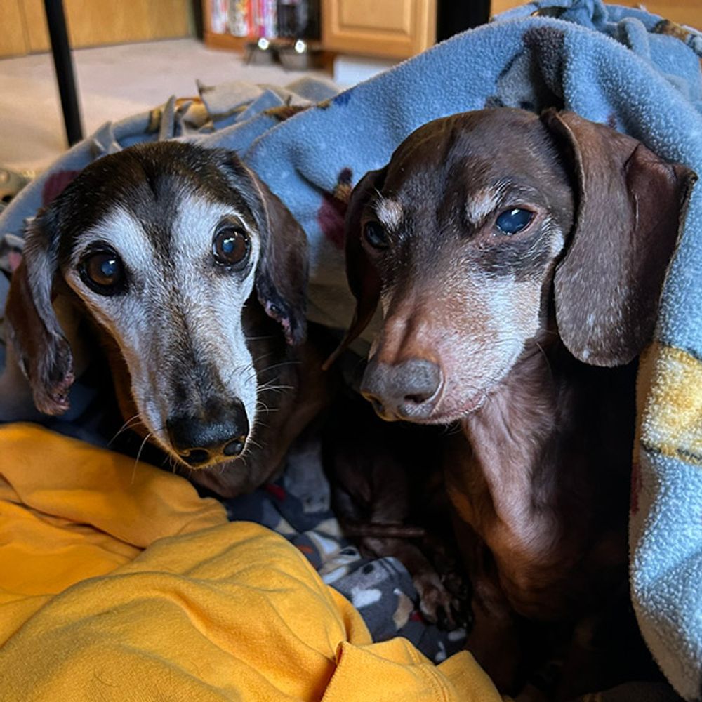 Superdoxies: Dewey & Rocky