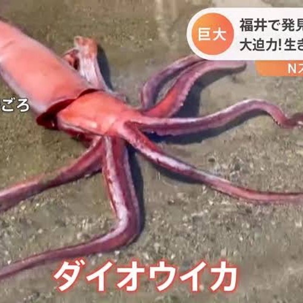 村人D