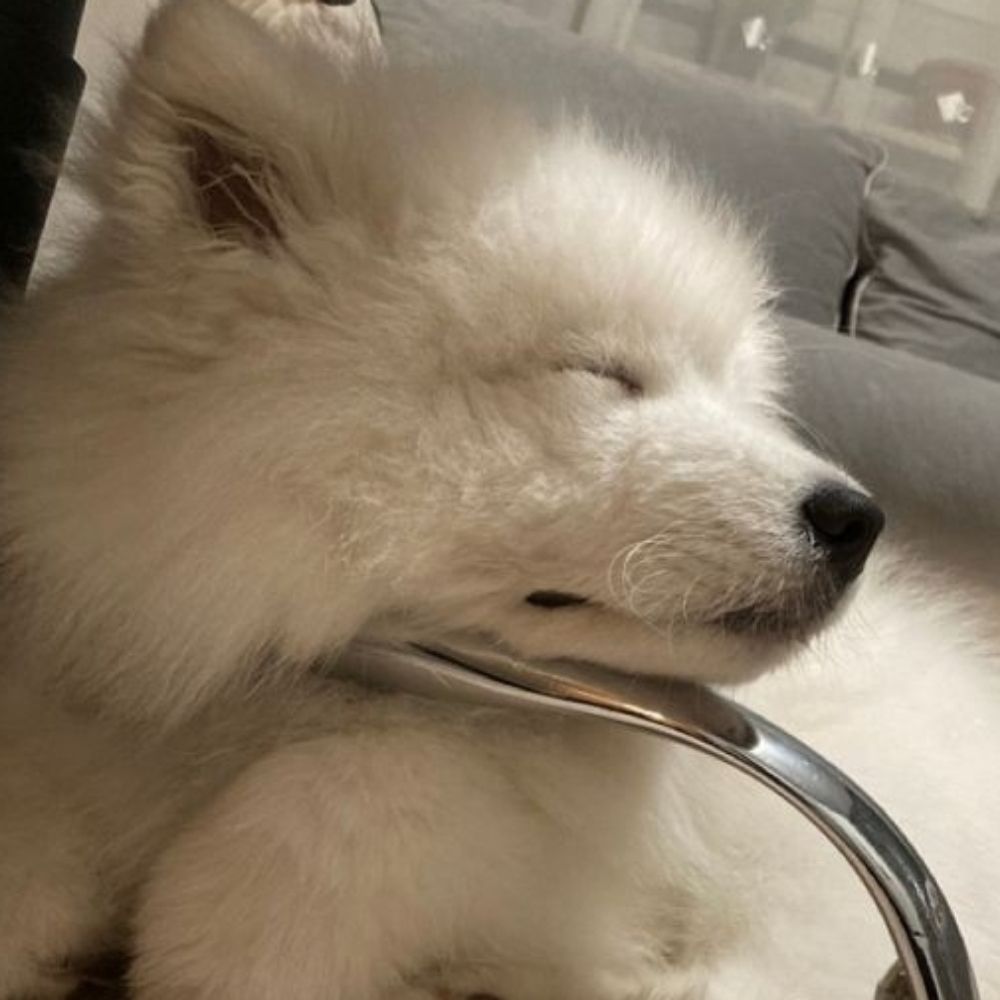 ✨