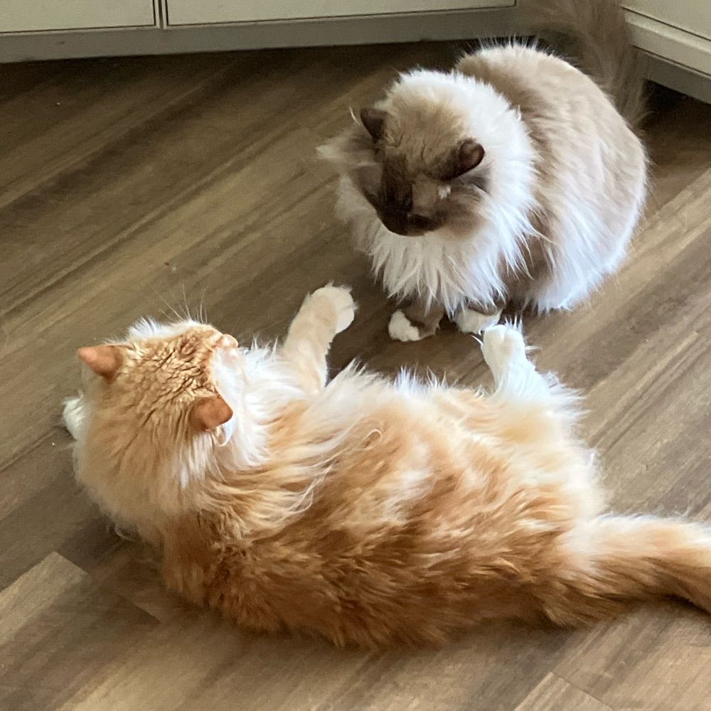 Charlie and Loki