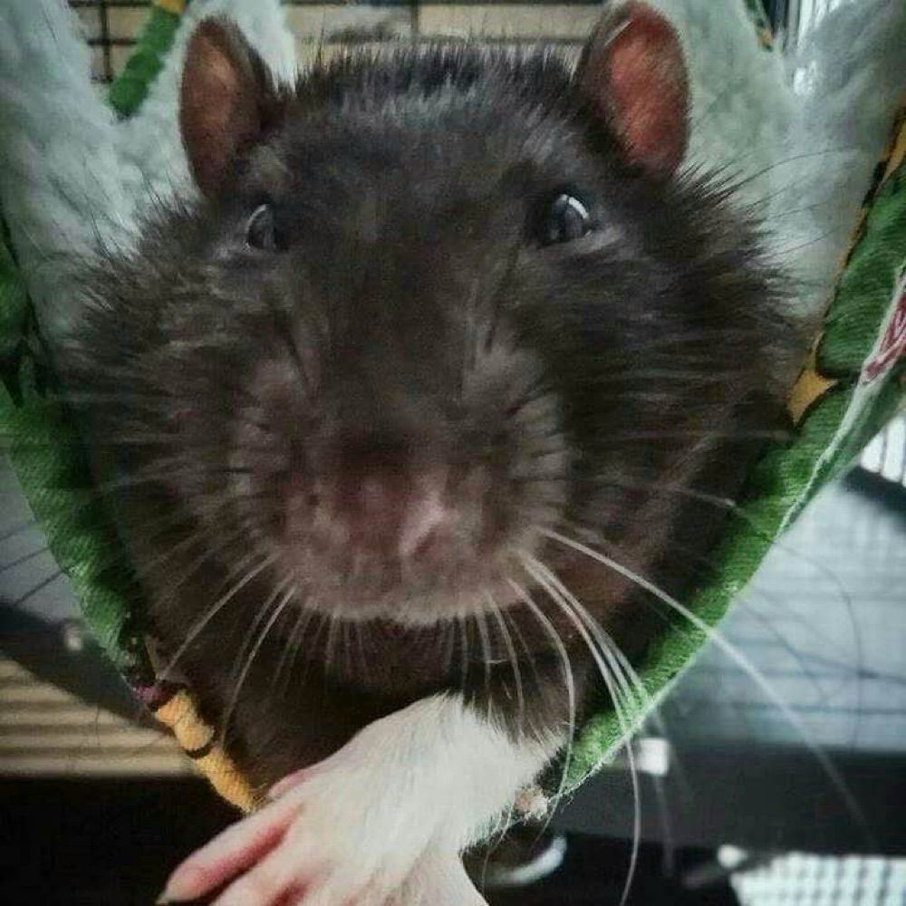 Murky Murdock