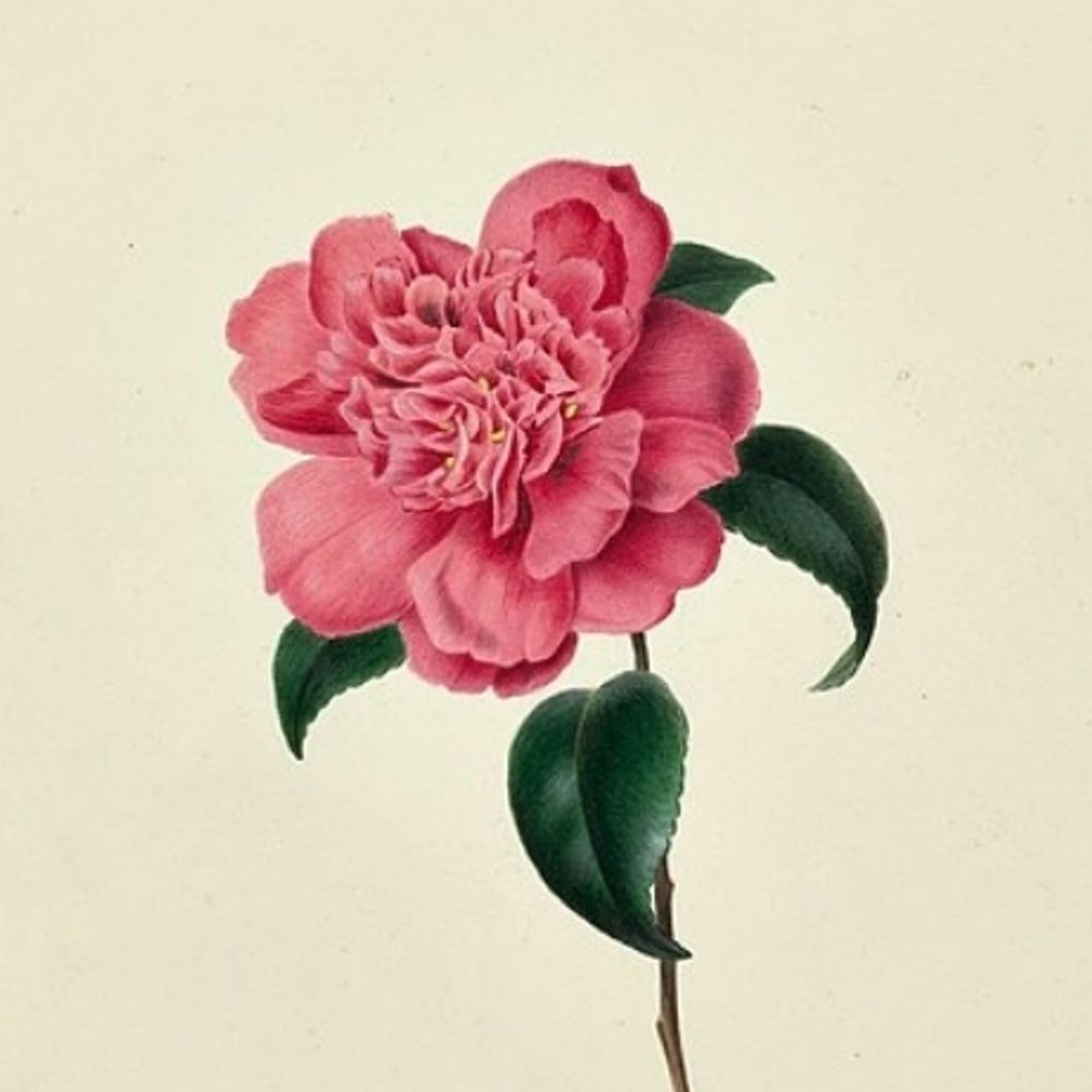 Ms. Camellia