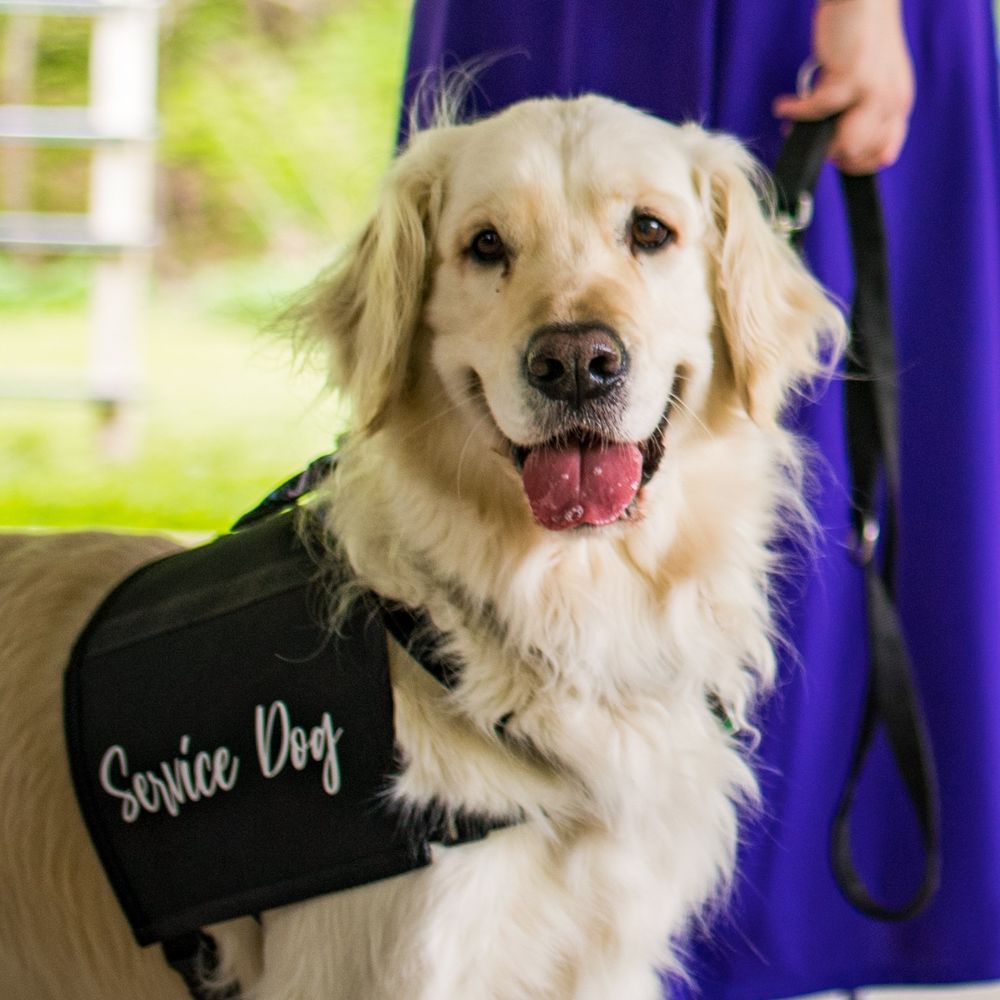 Perseus the Service Dog