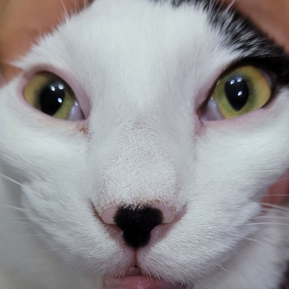 노넴