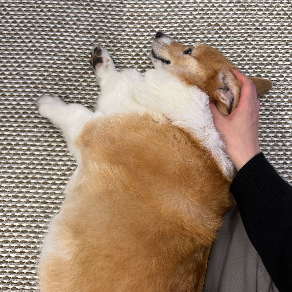 김농약