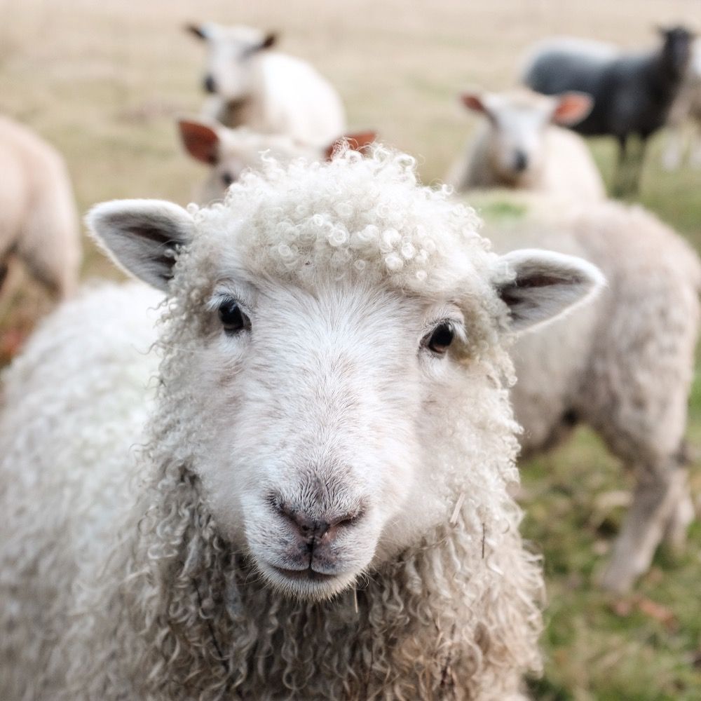 woolhour