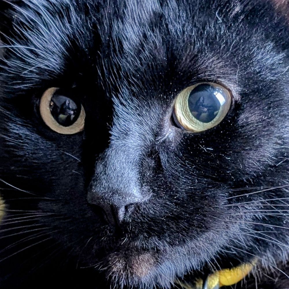 Void the Cat